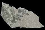 Pennsylvanian Fossil Fern (Sphenopteris) - Alabama #112766-1